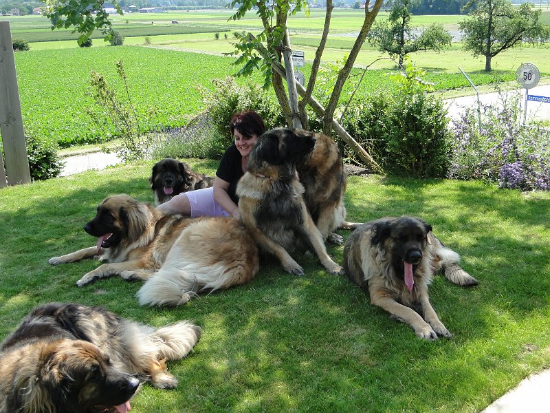 Hunde4181.JPG - Laufey findet das Ganze zum Gähnen!
