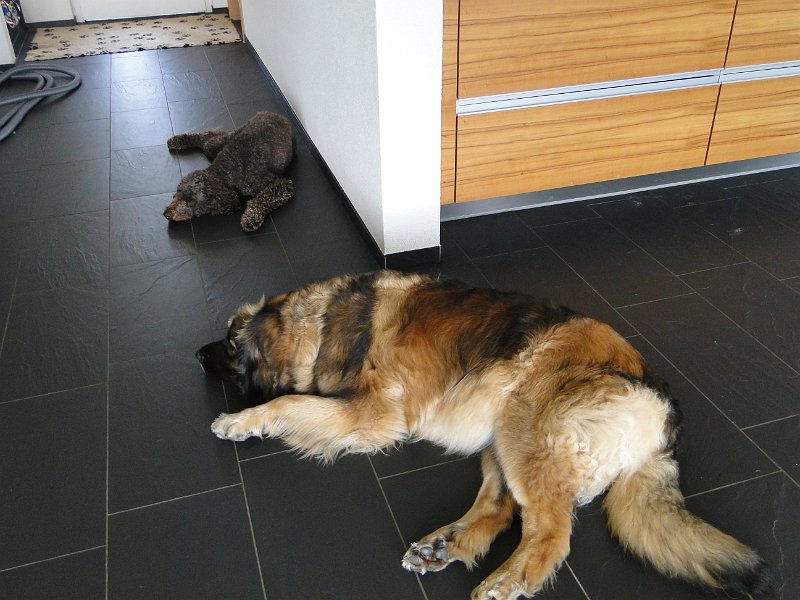 Hunde4185.JPG - Gute Nacht!