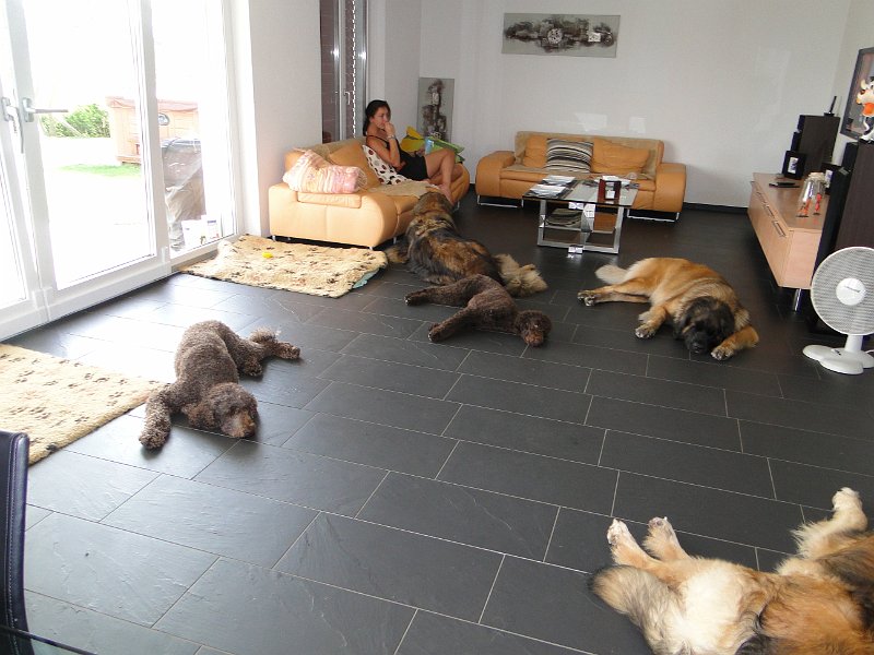 Hunde4186.JPG - Finde die Leos...