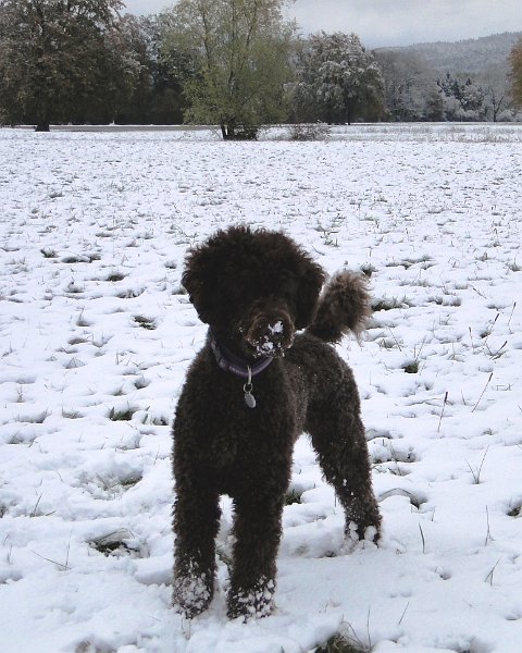 Hunde4187.JPG - Noisy (der Name ist Programm!)