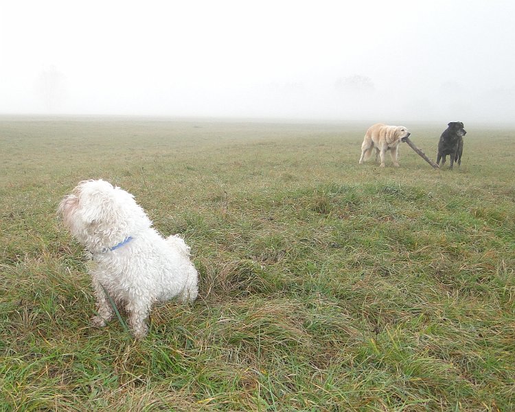 Hunde4188.JPG - auch Kleine werden gerne ...