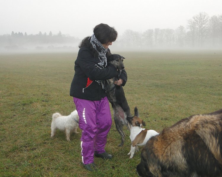 Hunde4190.JPG - Gruppenbild mit Dame