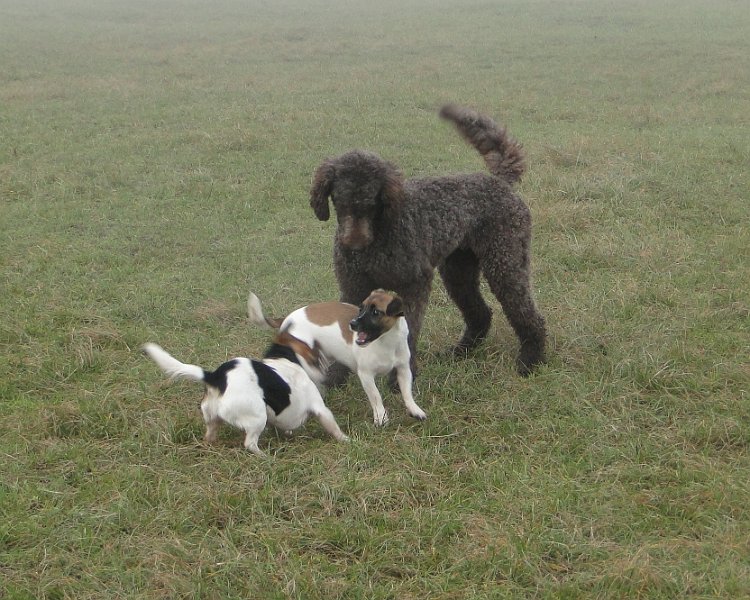 Hunde4193.JPG - Lauft endlich davon!