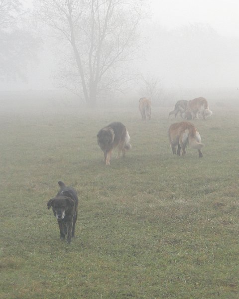 Hunde4195.JPG - Nebel gibt es nicht nur in good old England!