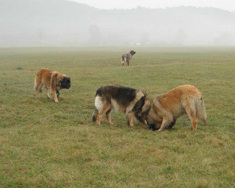 Hunde4197.JPG - Auf der Jagd nach... (hier braucht es Vorstellungskraft)
