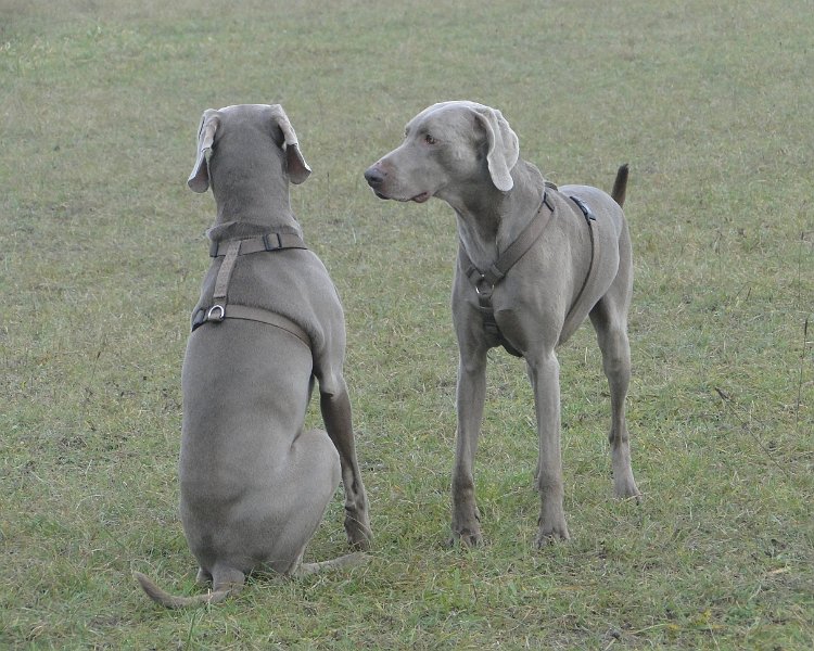 Hunde4199.JPG - ... die verstehen sich blind, da braucht es keine Kommunikation!