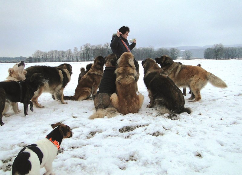 Hunde4200.JPG - Was könnte wohl eine Hundemeute dazu bringen, zu Jeannine zu kommen?