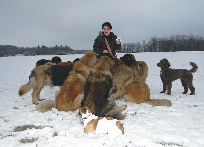 Hunde4201.JPG - Mal raten, Ihre Autorität? Vielleicht...