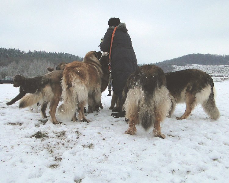 Hunde4203.JPG - Finde den Fehler auf diesem Bild!