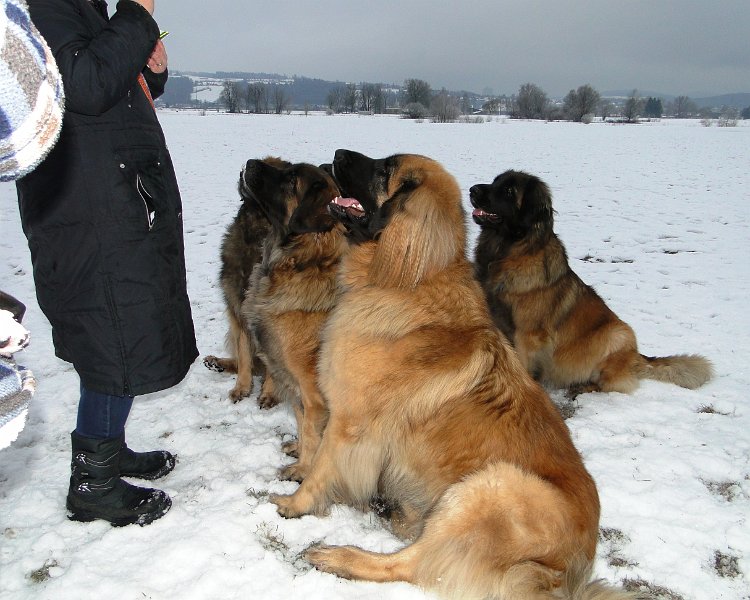 Hunde4204.JPG - Bei uns sitzen Sie in der 1. Reihe!