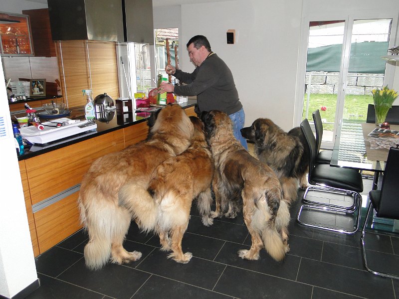 Hunde4210.JPG - Wenn Lauro zu Besuch ist, dann..
