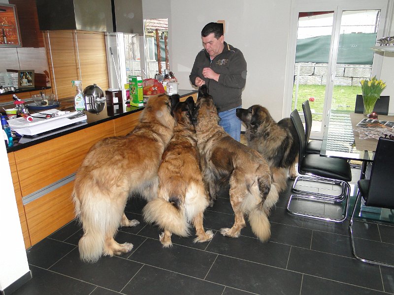 Hunde4212.JPG - es werden Guetzlis folgen!