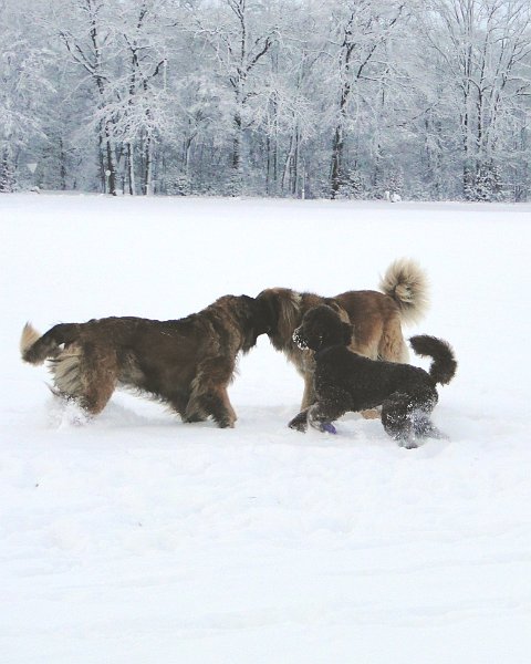 Hunde4214.JPG - Hier wird geschlichtet!