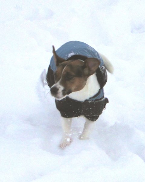 Hunde4215.JPG - Laufey's Freund(in)