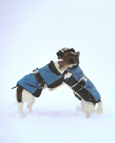 Hunde4216.JPG - ... hat leider auch schon einen Freund
