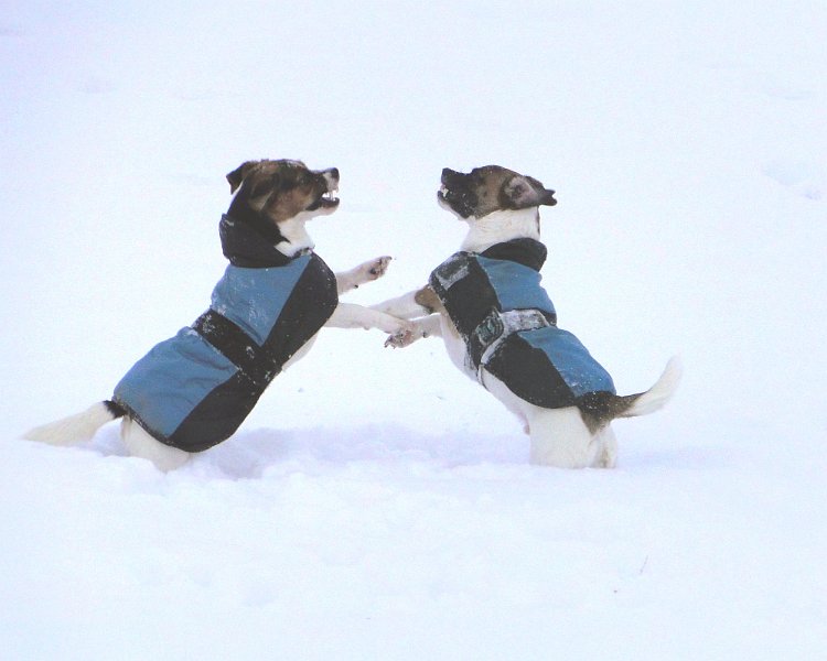 Hunde4217.JPG - ... und die beiden tanzen sensationell!