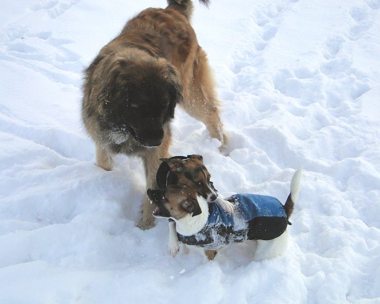Hunde4218.JPG - Ein Macho bei der Arbeit!