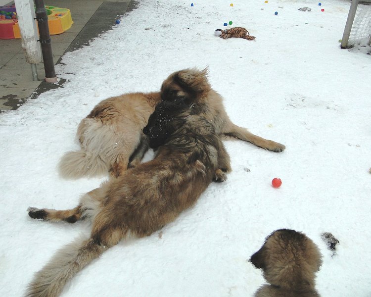 Hunde4219.JPG - Schnee ist halt schon genial!