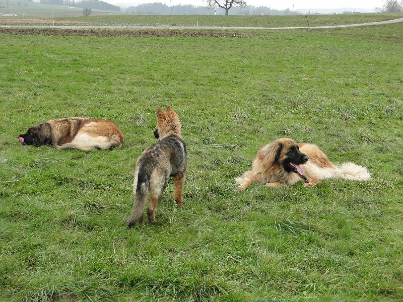 Hunde4220.JPG - Zu wem soll ich jetzt hingehen?