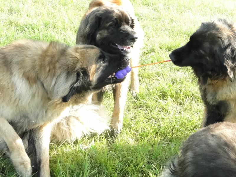 Hunde4221.JPG - JJ und Bellatrix streiten sich um den Kong