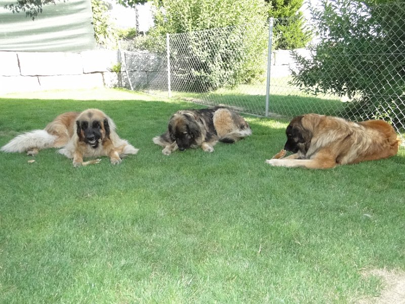 Hunde4225.JPG - Drei Kandidaten mit unterschiedlichen Lösungsansätzen für ein gemeinsames Problem!