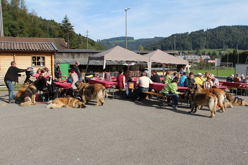 Hunde4228.JPG - Jubiläum 20 Jahre Regio Ost bei ausgezeichnetem Wetter