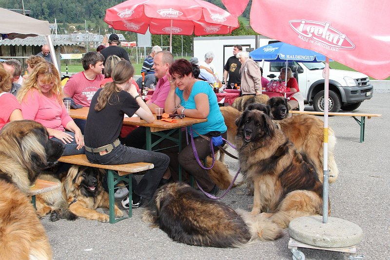Hunde4233.JPG - Jubiläum 20 Jahre Regio Ost bei ausgezeichnetem Wetter, der gemütliche Teil