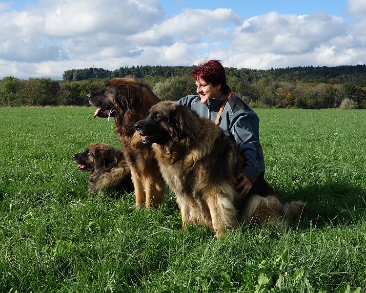 Hunde4236.JPG - Eowyn (liegend), Aramis (daneben) und Arwen (rechts aussen) im Oktober 2013