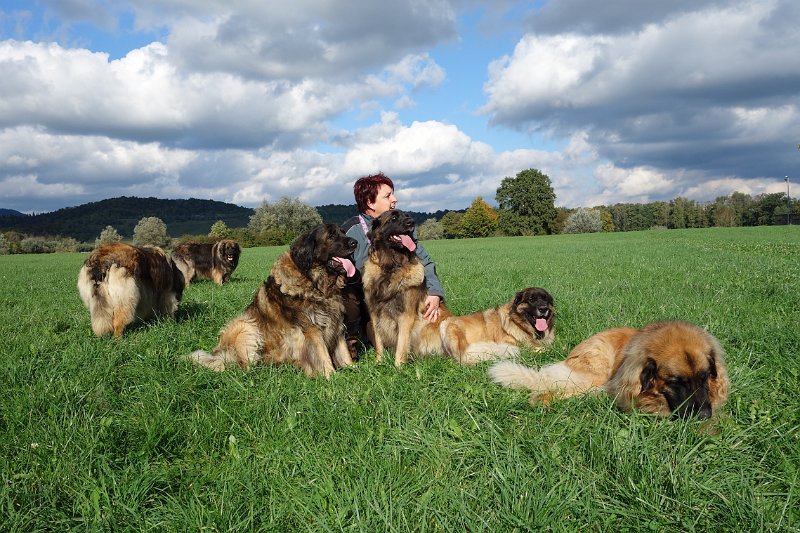 Hunde4237.JPG - Unsere Hunde im Oktober 2013 auf der Allmend Frauenfeld