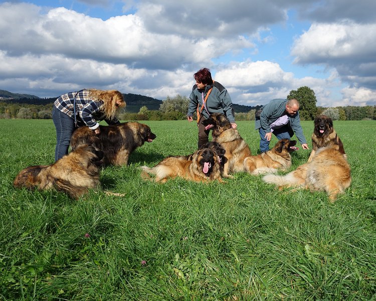 Hunde4238.JPG - Der gescheiterte Versuch, unsere Hunde mit Ghost und Aramis auf ein Bild zu bringen (Übung macht den Meister!)