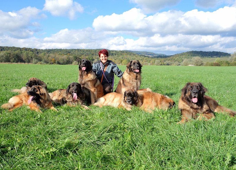 Hunde4241.JPG - von rechts nach links: Aramis, JJ, Bona Dea und Arwen, Bellatrix und Laufey, Ghost und Eowyn