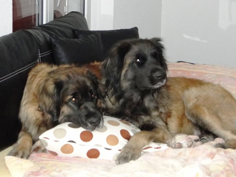 Hunde4245.JPG - Bona Dea und Bellatrix im Frühling 2014