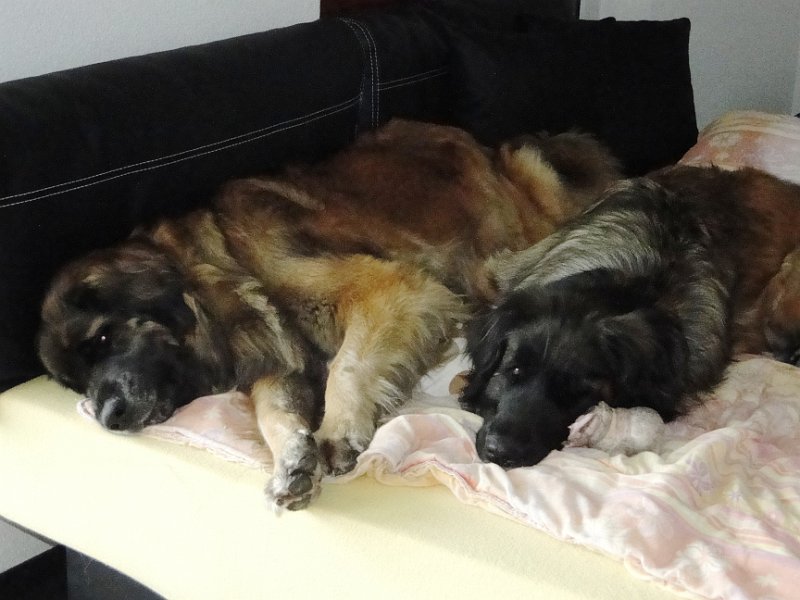 Hunde4247.JPG - Bona Dea und Bellatrix im Frühling 2014