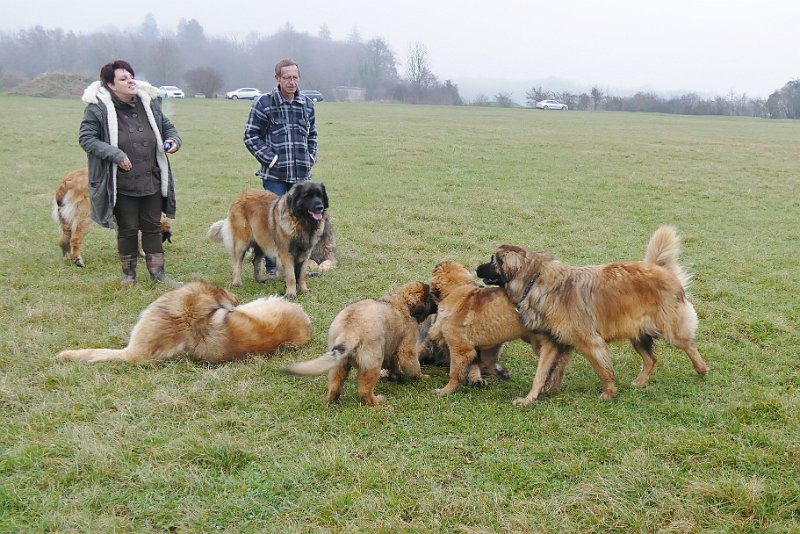 Hunde4249.JPG - Fischers mit Ghost sind da
