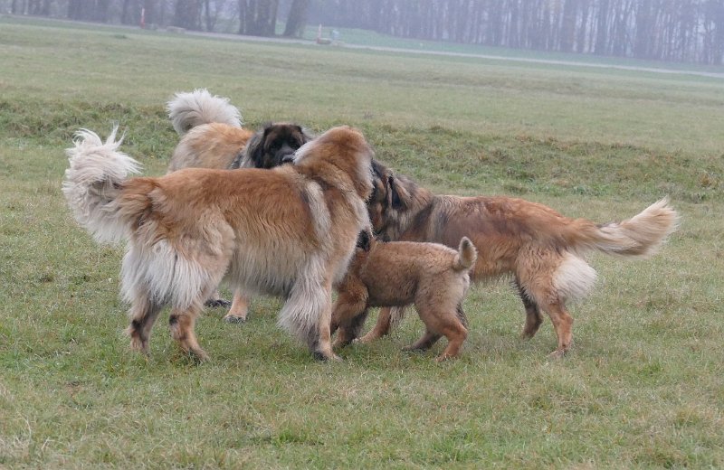 Hunde4251.JPG - Rudelbesprechung