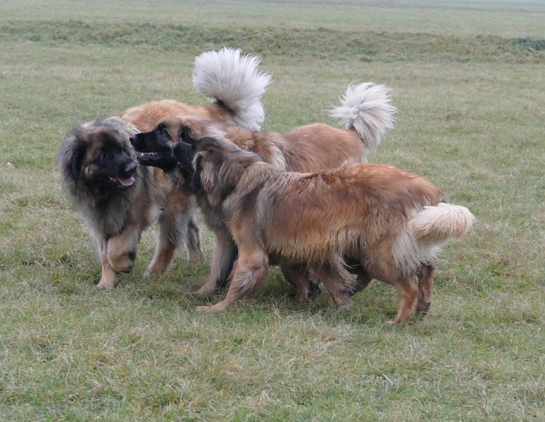 Hunde4254.JPG - Grizzly mit JJ und Ghost