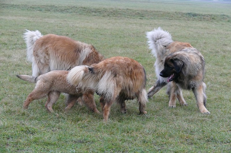 Hunde4256.JPG - Was es da wohl gibt?