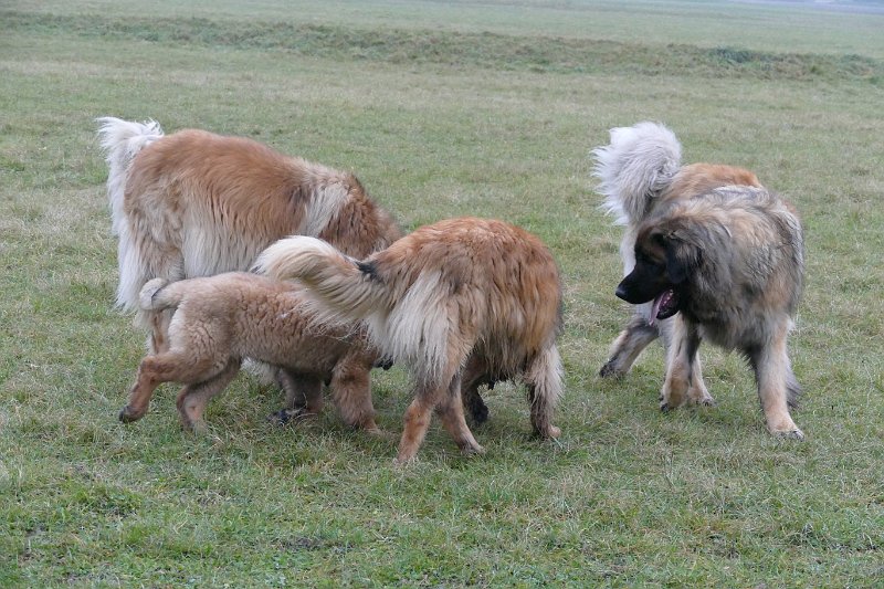Hunde4257.JPG - ,,, muss ja höllisch interessant sein!