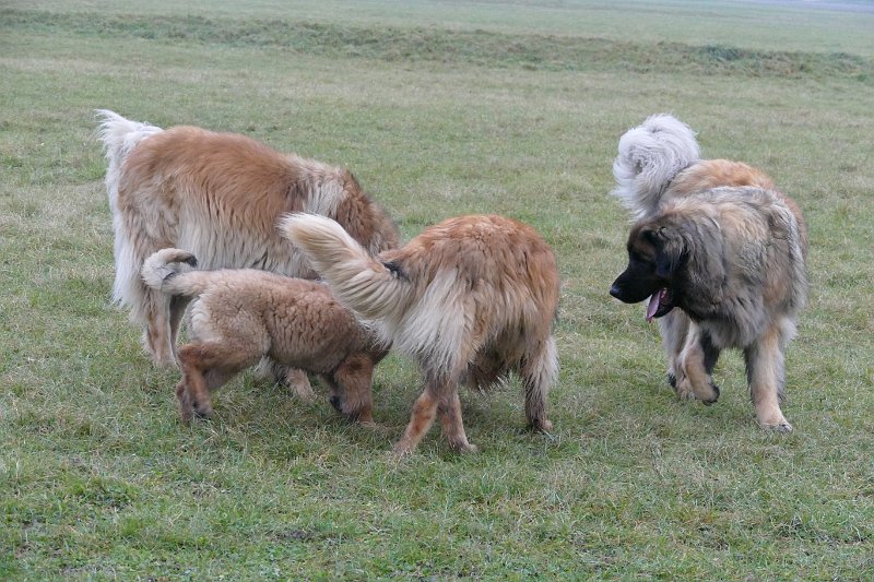 Hunde4258.JPG - Habt ihr etwas gesehen?