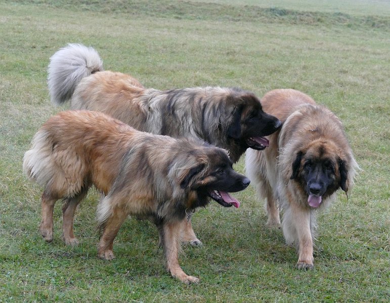 Hunde4261.JPG - Die Drei von der Allmend