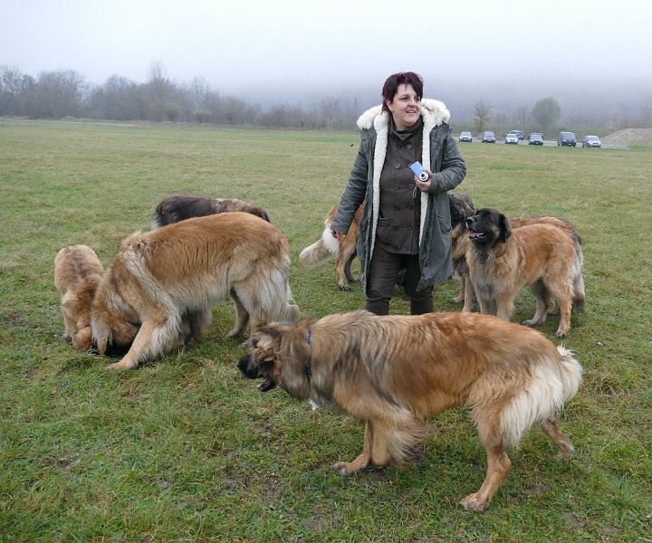 Hunde4262.JPG - ein buntes Rudel