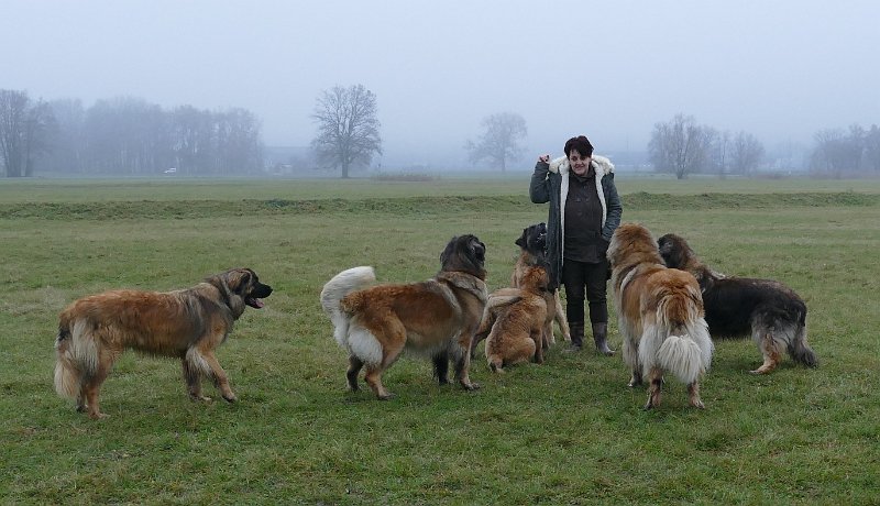 Hunde4264.JPG - Vortrag von Jeannine, Bellatrix ist so was von bereit!