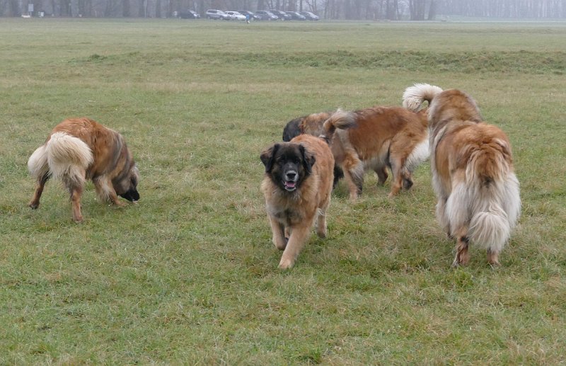 Hunde4265.JPG - Falsche Richtung, Bona Dea!