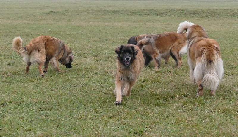 Hunde4266.JPG - .. und immer noch falsche Richtung!