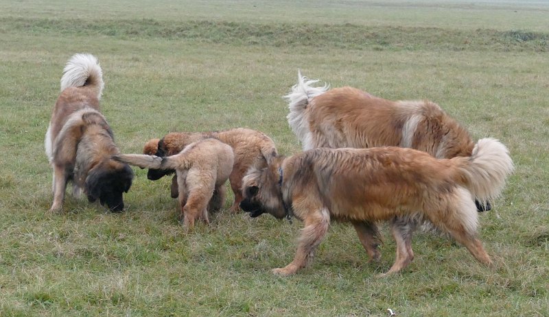 Hunde4267.JPG - Zeitung lesen für Anfänger