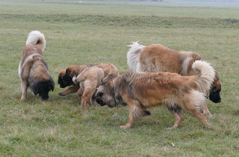 Hunde4268.JPG - .. scheint mächtig interessant zu sein!