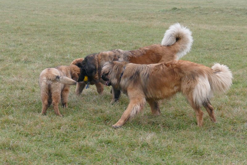 Hunde4269.JPG - Wer hat den Kong?