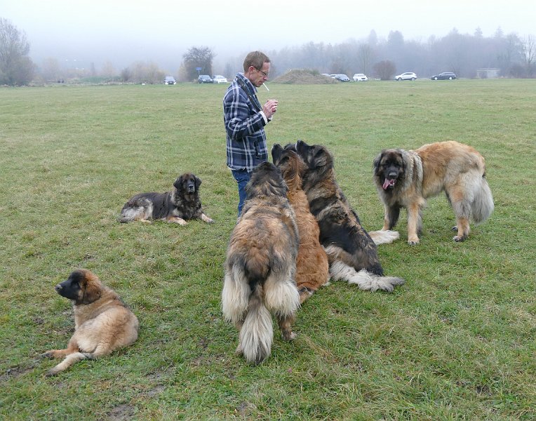 Hunde4271.JPG - Peter und das Objekt der Begierde