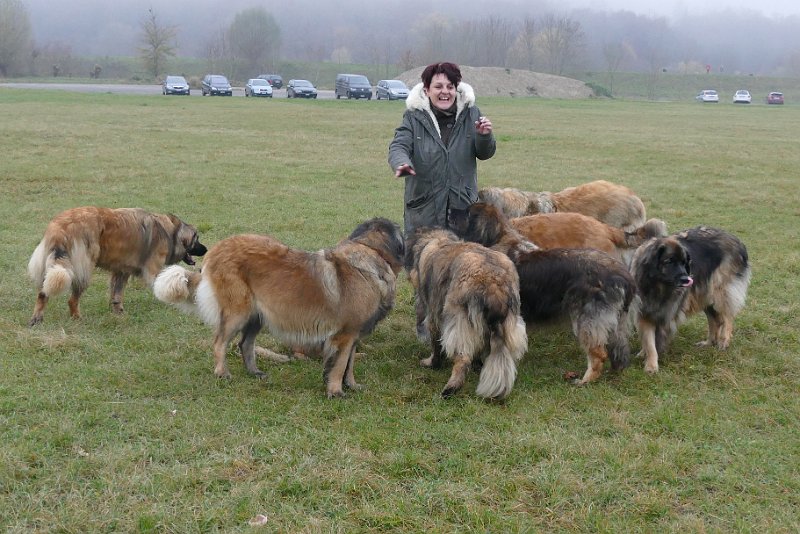 Hunde4272.JPG - Jeannine beim Zählen...