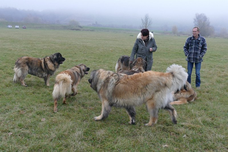 Hunde4273.JPG - Grizzly "on the move"